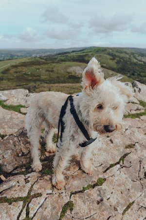 Cute white dog with ears flying in the wind standing on top of the Crook Peak in Mendip Hills, England, UK.の写真素材