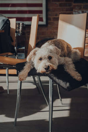 Cute white dog laying on a cushion on top of a dining chair, at home, selective focus.の写真素材