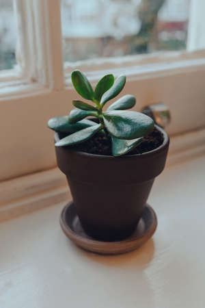 High angle view of one small jade plant in a terracotta pot growing on a windowsill at home, shallow focus.の写真素材