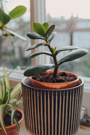 View of small jade plant in decorative pot growing on a windowsill at home, shallow focus.の写真素材