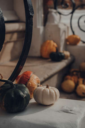 Variety of different kinds of pumpkins and squashes on the doorstep of a house, halloween decor.の写真素材
