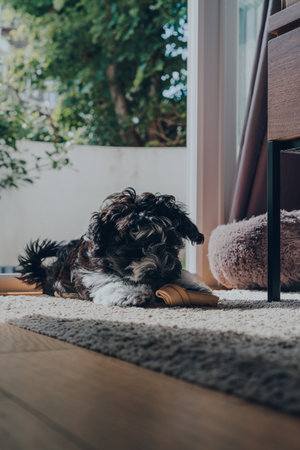 Cute black and white 2 months old Havanese puppy playing with a chew on a rug, inside an apartment. Selective focus.の写真素材