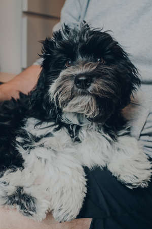 Cute black and white 3 months old Havanese puppy relaxing on the lap of his owner, looking at the camera. Selective focus.の写真素材