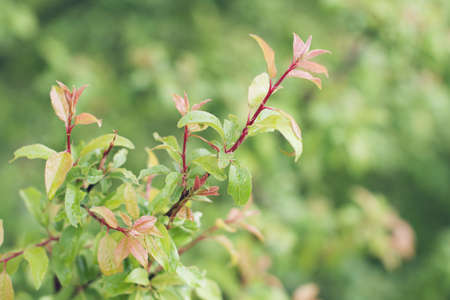 Plum branch with green and pink leaves on a natural backgroundの写真素材