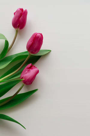 Three beautiful pink tulips on white wooden backgroundの写真素材
