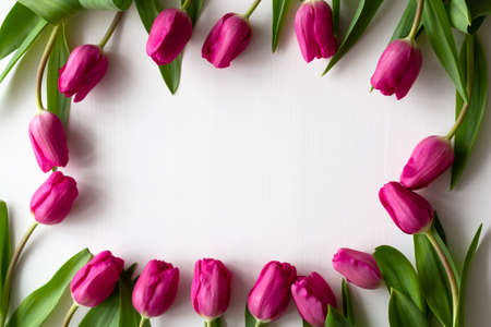 Frame of pink tulipsの写真素材