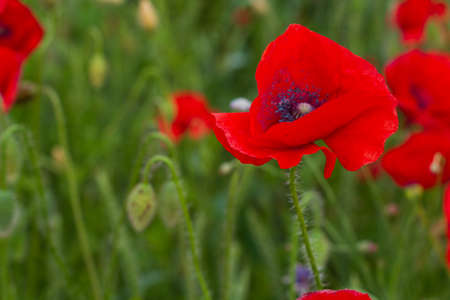 Close-up of lovely poppy flowerの写真素材