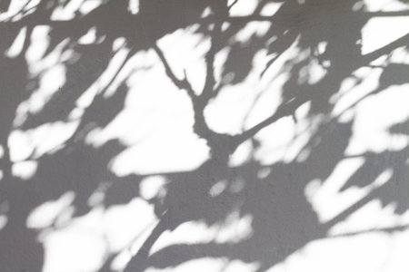 Shadows from grape leaves and vines on a white wallの写真素材