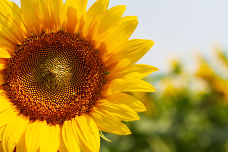 Sunflower close up on a sunny dayの写真素材