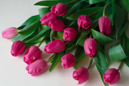 Bouquet of pink tulipsの写真素材