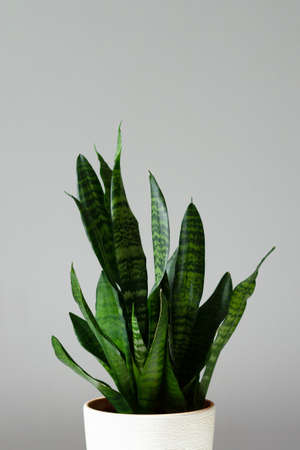Houseplant Sansevieria trifasciata in a white ceramic pot