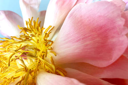 Beautiful opened pink peonyの写真素材