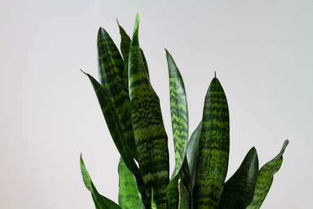 Leaves of sansevieria zeilanica against the background of a uniformly gray wall