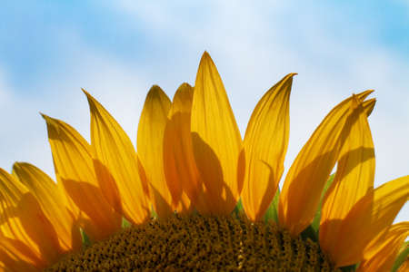 Sunflower flower against the blue skyの写真素材