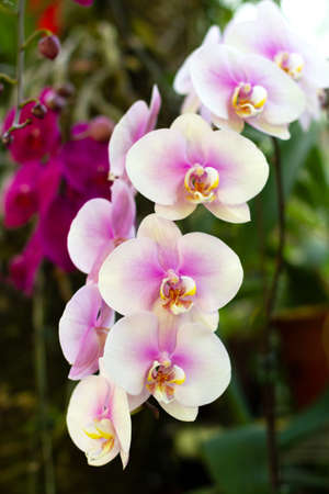 Flowering branch of white-pink Phalaenopsis orchidの写真素材