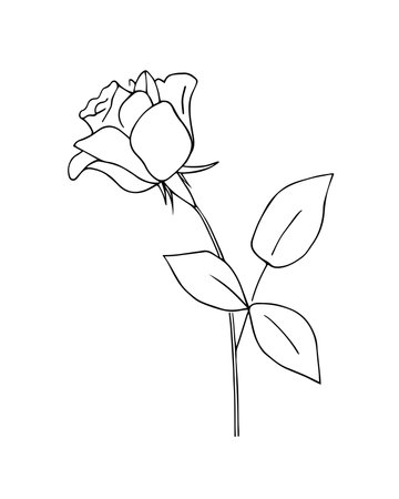 Rose flower with leaves and stem. Vector illustration, made by hand, on a white background.のイラスト素材