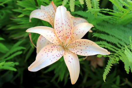 Delicate peach lily in green fern leavesの写真素材