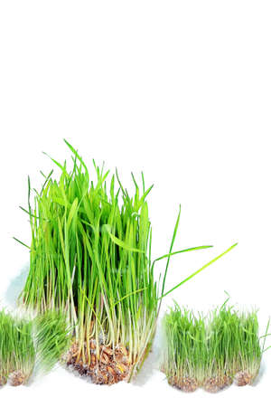 Green grass in the snow. Grain.の写真素材