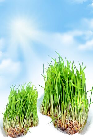 Green grass in the snow. Grain.の写真素材