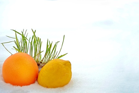 Photos of fruit in the snowの写真素材