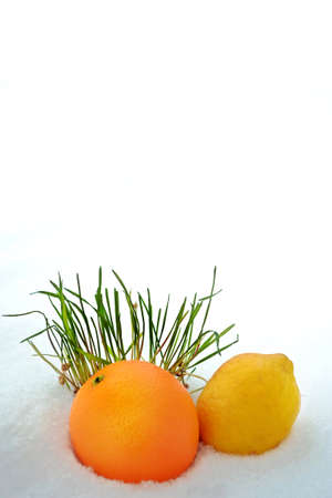 Photos of fruit in the snowの写真素材