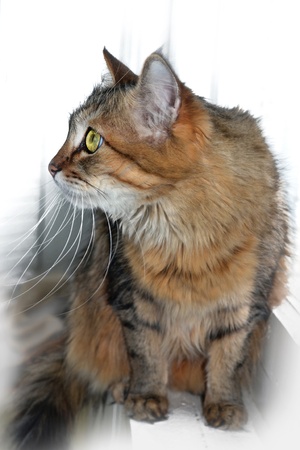 Cat. Photo.の写真素材