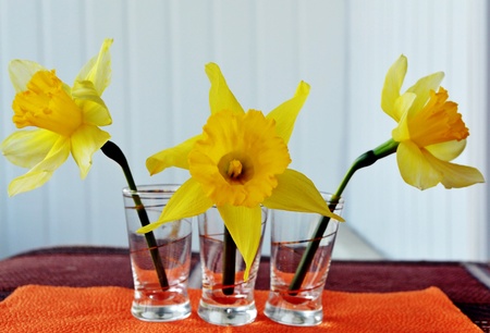 Spring flower  Narcissus in a glass の写真素材