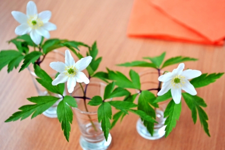 Spring flower  Snowdrop in a glass の写真素材