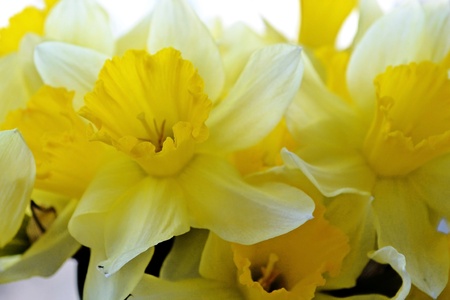Background of spring flowers narcissusの写真素材