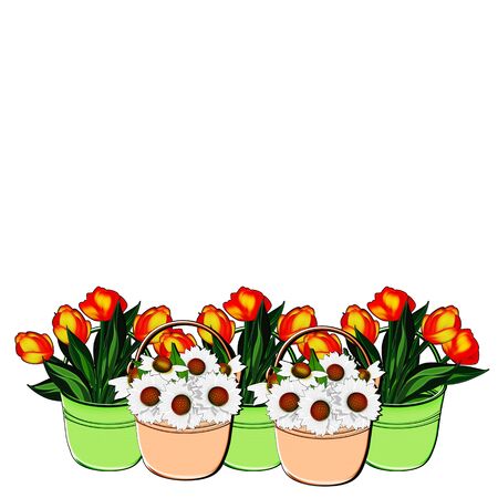Illustration ornament  Bouquets of daisies and tulips in a bucket on a white background の写真素材