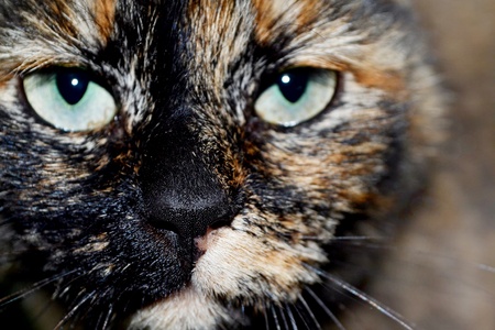 Three-colored cat  Photo の写真素材