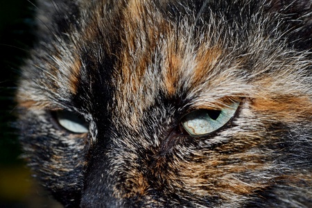 Three-colored cat  Photo の写真素材