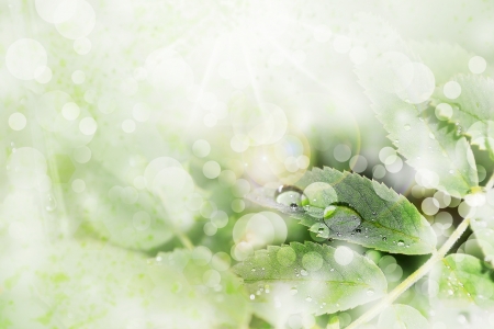 A drop of rain on the leaves  Background の写真素材
