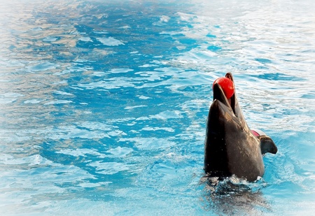 Dolphin  Inflatable ball   の写真素材