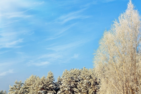 Photos of the winter woods  Winter landscape の写真素材