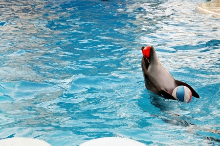 Dolphin with inflatable ball. の写真素材