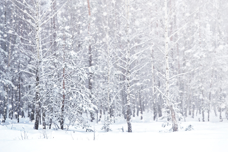 Winter. Snowfall. Photo.の写真素材