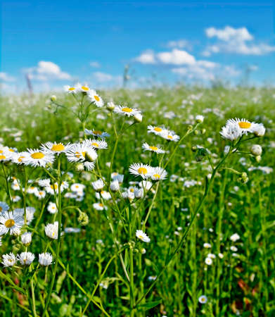 Wildflowers. Photo.の写真素材