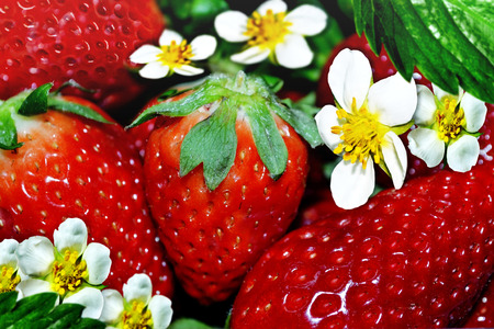 Strawberries and flowersの写真素材