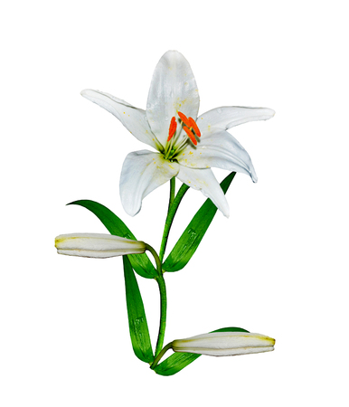lily flowers isolated on white backgroundの写真素材