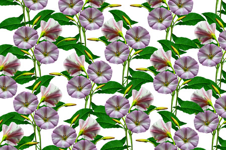 floral background of wildflowers