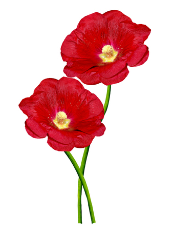 Flowers bells isolated on white backgroundの写真素材