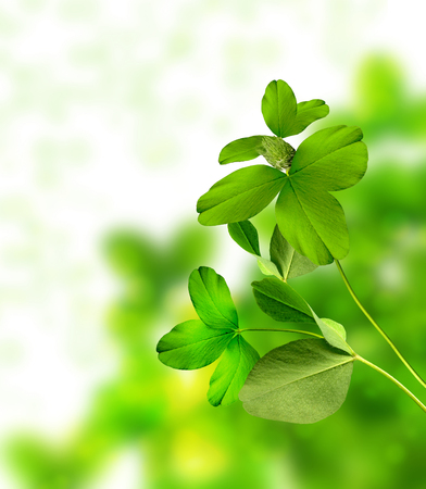 background of cloverの写真素材