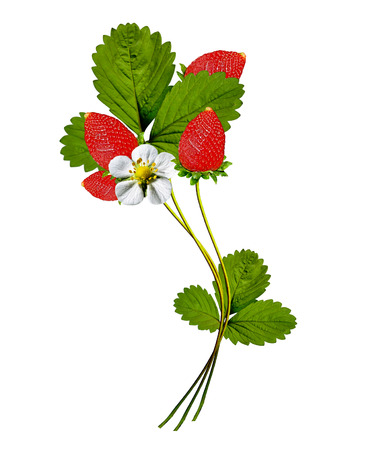 branch of strawberries isolated on white backgroundの写真素材