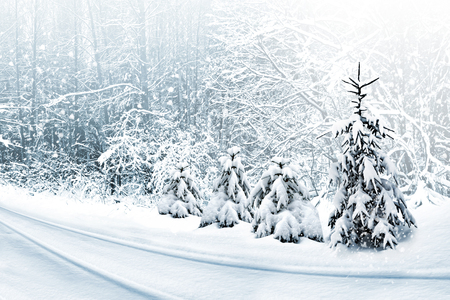 Winter Forest. Winter landscape.の写真素材