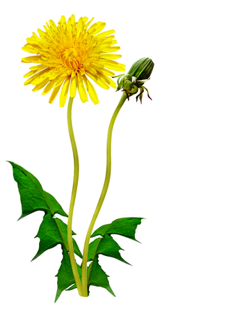 spring flowers dandelionsの写真素材