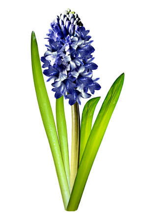 hyacinth flower isolated on white backgroundの写真素材
