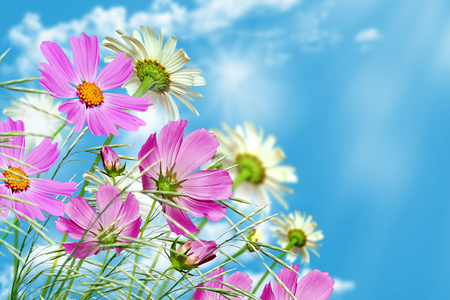daisy flowers on blue sky backgroundの写真素材