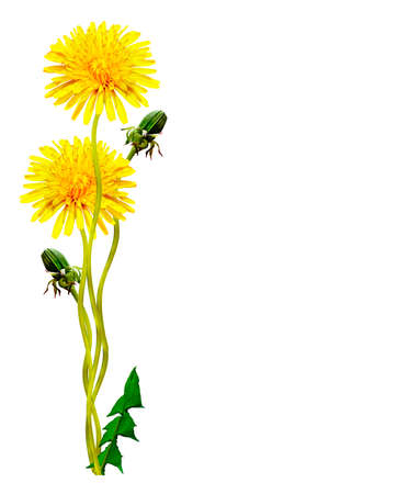 dandelion flowers isolated on white backgroundの写真素材