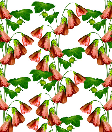 mallow flowers isolated on white backgroundの写真素材